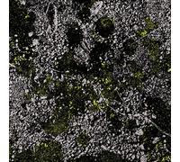 King Gizzard & the Lizard W Infest the Rats' Nest: Live at Red Rocks (Vinyl LP)