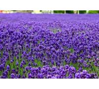 Inglese Lavanda Lavandula angustifolia 250 Seeds * Elegant * a Seeds ONLY