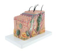 Ingrandimento 35X Modello anatomico di pelle umana Dermatologia Anatomia