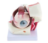 Ingrandimento 3X Anatomia Modello di occhio umano Strumento di apprendimento per