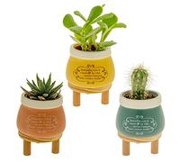 Ingrosso e Risparmio Portapiante in Porcellana con Stand in Legno in 3 Colori Assortiti - bomboniere utili ed economiche (Grande)