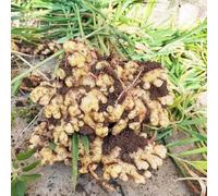 Ingwer Copertura perenne resistente giardino riverdimento tetti Letti elevati per interni semi decorazione balconi 350pcs