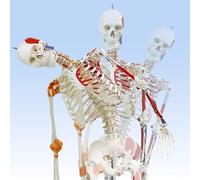ININOSNP Kit di Anatomia scheletrica Umana Modello di Anatomia scheletrica Umana Scheletrico a grandezza Naturale Include Staffa di rotolamento Regolabile for apprendimento e Riferimento