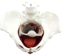 ININOSNP Modello anatomico Modello pelvico Anatomia di Base PVC Modello di Scheletro pelvico Femminile Modello di Scheletro pelvico Femminile 26 * 18 * 22CM