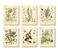 Ink Inc. Stampe botaniche vintage | Decorazione da parete con erbe aromatiche da cucina, timo, menta, rosmarino, prezzemolo, salvia, finocchio, set da 6 pezzi 20,3 x 25,4 cm, senza cornice