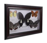 INOOMP Cornice Farfalla in Legno Esemplari Veri, Scatola Portacampioni da 5 Pezzi, Ornamento da Scrivania e Decorazione Murale per Casa e Collezionisti