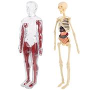 INOOMP Modello Anatomico con Ossa e Organi in Plastica Ps, Pp, Pvc, Gioco Educativo Interattivo per Stimolare L'interesse a Casa a Scuola