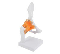 INOOMP Modello Anatomico Funzionale in PVC per Studio Medico e Didattica Scheletro Umano Dettagliato per Formazione Ortopedica e Educazione Pazienti