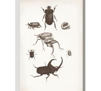 Insect Specimen Notebook: For bug lovers! 8.5 x 11 Wide Ruled Notebook Featuring Artistic Insect Specimen Photography for Journaling, Study, and Creative Use