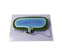 Insegnamento della Biologia Modello di Batteri Amplificati Modello Educativo Modello di Batteri per La Scuola Media Dimostrazione di Insegnamento di Biologia