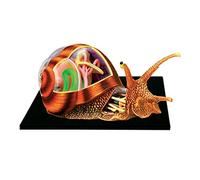 Insegnamento dell'anatomia delle lumache Puzzle tridimensionale Visione 4D Anatomia animale 32 organi staccabili e parti del corpo Modello anatomico - per biologia Modello animale Modello di scheletro