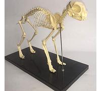 Insegnamento Gatto 1: Modello anatomico Pet Cat Bone Animale Scheletrico Campione Anatomia Bestia Medicina Educazione Strumento Dimostrazione Modello di scheletro animale