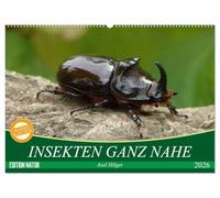 INSEKTEN GANZ NAHE (Wandkalender 2026 DIN A2 quer), CALVENDO Monatskalender: Eine ganz eigene Welt - so leben die kleinsten Insekten unter uns.