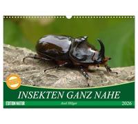 INSEKTEN GANZ NAHE (Wandkalender 2026 DIN A3 quer), CALVENDO Monatskalender: Eine ganz eigene Welt - so leben die kleinsten Insekten unter uns.
