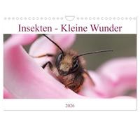 Insekten - Kleine Wunder (Wandkalender 2026 DIN A4 quer), CALVENDO Monatskalender: Die Welt der Insekten