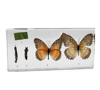 Insetti In Resina Esemplare Dell'Intero Ciclo Vitale Una Farfalla Per Sposizione Educazione Scientifica Scrivania Artistica Multifunzionale-ALL
