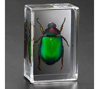 insetti in resina， Giocattoli Animali Esemplare Fermacarte Collezione Bambino ，Scarabeo di ragno scorpione giocattolo di osservazione insegnamento creativo asilo piccolo giocattolo resina decorazione