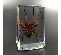 insetti in resina， Giocattoli Animali Esemplare Fermacarte Collezione Bambino ，Scarabeo di ragno scorpione giocattolo di osservazione insegnamento creativo asilo piccolo giocattolo resina decorazione