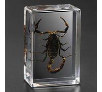 insetti in resina， Giocattoli Animali Esemplare Fermacarte Collezione Bambino ，Scarabeo di ragno scorpione giocattolo di osservazione insegnamento creativo asilo piccolo giocattolo resina decorazione