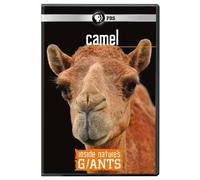 Inside Natures Giants-Camel