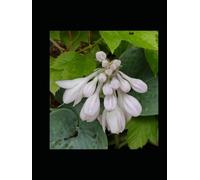 Inspirational Essays One