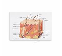 Integumentary System Anatomy Poster Human Skin Structure Chart Canvas Print Wall Art Medical Office Decor(Framed,08x12inch(20x30cm))