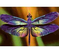 Interdruk - Puzzle Libellula - 250 Pezzi