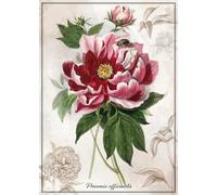 Interdruk - Puzzle Peonia botanica - 1000 Pezzi