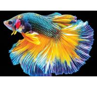 Interdruk- Animale Puzzle, Colore Pesce, 48×33 cm, PUZ250CN6F