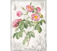 Interdruk - Puzzle Rosa botanica - 1000 Pezzi