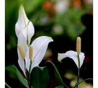 interior Lirio de la Paz - semi semi di resistenti per giardino giardino con primavera 150pcs