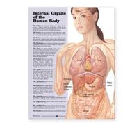 Internal Organs of the Human Body Anatomical Chart (Poster)