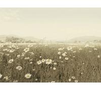 Internazionale Piramide WDC45348Ian Winstanley 60 x 80 cm in Campo delle Margherite CanvasToile Stampato su Telaio in MDF - Tela