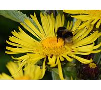 Inula Racemosa ~ 20 Fresh Seed ~ Cresce Fino a 8 Ft !! Seeds ONLY