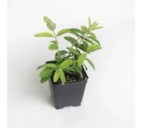 Iperico calicino "Hypericum calycinum" Erba di San Giovanni pianta in vaso 7x7 cm Vivaio di Castelletto