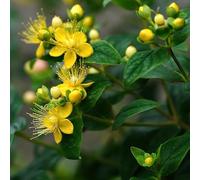 Iperico - Hypericum monogynum decorazione degli interni resistenti semi giardino semi selvatici balcone esotici 100pcs