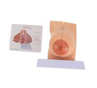 Ipetboom 1pezzi Modello Anatomico Del Seno Femminile Umano Strumento Didattico Per Insegnamento e Esposizione Materiale Di Buona Qualità