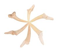 Ipetboom 6 pezzi Collane con Ciondoli Fossile Semi Completi Materiale Durevole e Superficie Liscia per Ragazzi per Compleanni e Festività