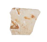 Ipetboom Esemplare Fossile in Decorazione da Tavolo per Paleontologia Scientifico Supporto