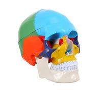 Ipetboom Modello Strumento Didattico per Anatomia per Scuole e Laboratori Materiale Alta Utile per Studenti e Istituzioni