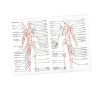 Ipetboom Poster Di Anatomia Umana 50x70 Cm in Materiale Plastico, Immagine Didattica Di Scheletro e Muscoli, Strumento Educativo Per Scuole, Laboratori e Studi Medici