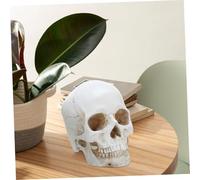 Ipetboom Studio Anatomia e Educazione Medica Dettagli Realistici e Design Didattico per Apprendimento Approfondito