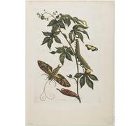 IPLUPJDY Artistico Poster Mural Dipinto Vintage Quadri Sfinge Moth Larva Pupa and Flower di Maria Si per la Decorazione Della Parete 60x90cm