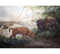 IPLUPJDY Astratta Della Poster Stampe su Tela Murale Dipinto Bisonte di Wolf per Decorazioni per la Casa 60x90cm