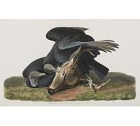 IPLUPJDY Astratta Della Poster Stampe su Tela Murale Dipinto Illustrazione di Birds of America di John Audubon per Decorazioni per la Casa 60x90cm