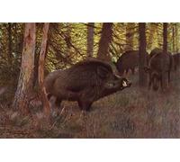 IPLUPJDY Dipinto su Tela Arte Della Parete su Tela Immagine Pittura Wild Swine di Dopo Wilhelm Kuhnert per Decorazioni per la Casa 60x90cm