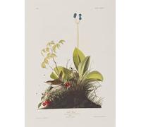 IPLUPJDY Quadri Stampe Quadro su Tela Poster su Tela Illustrazione da Birds of America di John Jame Audubon per Decorazioni per la Casa 60x90cm