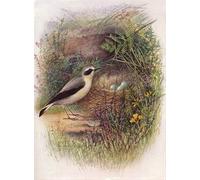 IPLUPJDY Quadri Stampe Quadro su Tela Poster su Tela Monachella Saxicola Oenanthe di George Rankin per Decorazioni per la Casa 60x90cm