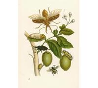 IPLUPJDY Stampa Artistica Vintage Tela Immaginie Stampe da Parete Albero tabù di Maria Sibylla Merian per L'arredamento Della Camera da Letto 60x90cm