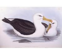 IPLUPJDY Stampa Artistica Vintage Tela Immaginie Stampe da Parete Animale Uccello Albatro dai sopraccigli neri Incisione di John Gould per L'arredamento Della Camera da Letto 60x90cm